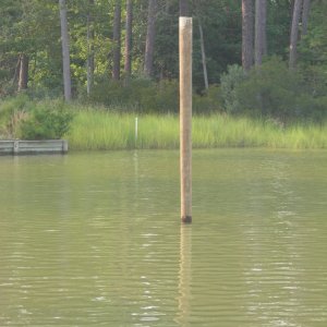 New Pole, now in the water, about 10\' up