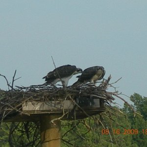 Two Young about to "fledge"