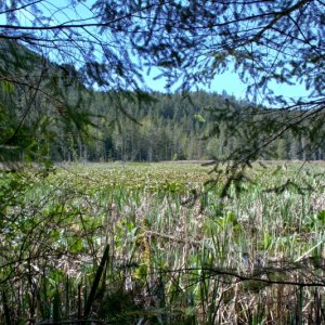 Finally found the lake. But mostly covered with lily pads from this side.