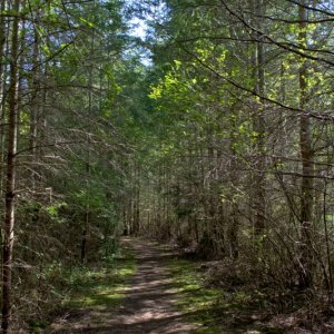 One last stroll through the magestic song bird lane.