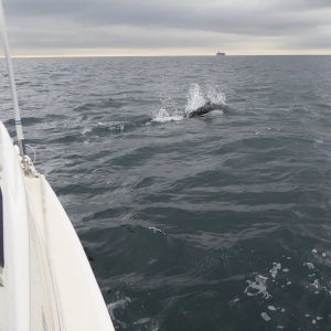 On the West side of San Juan Island I was surrounded by 50+ Pacific White Sided Dolphins who played in my bow wake for about an hour!