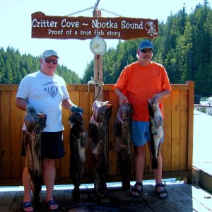 (Work Release) Nooka Sound/ Critter Cove Lind Cod morning catch