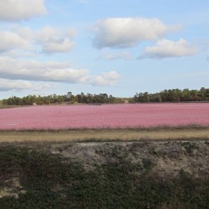 Cranberry bog with the berries floating after they have had the machines thrash them loose