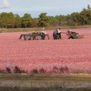 Thrashers working cranberries in Speedwell and Chatsworth New Jersey October 26th 2012