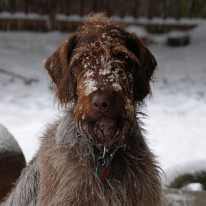 German Snow Haired Pointer