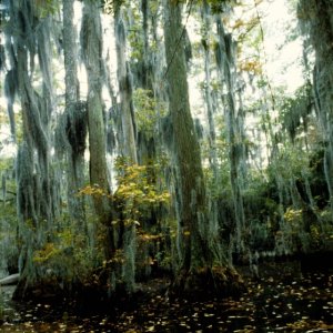 Seashore State Park trail walk2