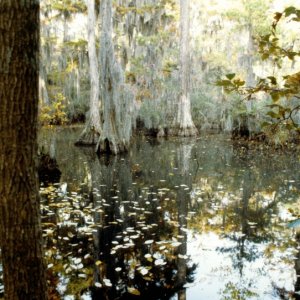 Media 'Seashore State Park trail walk7' in album 'Seashore State Park trail walk pool reflections'
