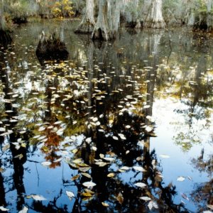 Media 'Seashore State Park trail walk8' in album 'Seashore State Park trail walk pool reflections'