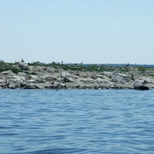 Media 'Water fowl in Hat Island' in album 'Entering Sturgeon Bay from Lake Michigan'