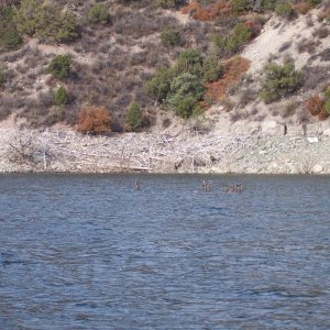 Deer.