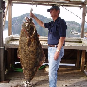 This Halibut was caught near Sulivan Bay BC in the Broughtons.