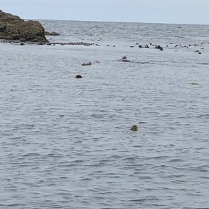Dots are sea otters