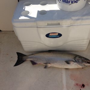 Nice Chinook caught north of Orcas