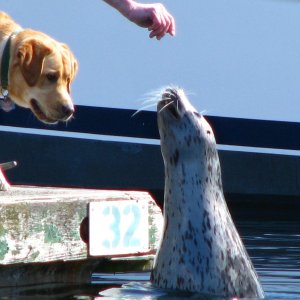 "Popeye" The FH Seal