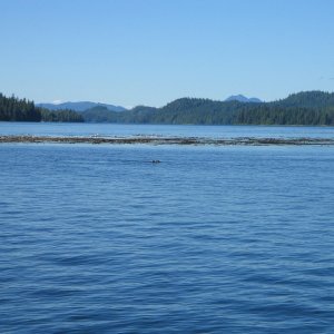 Sea Otters near a large kelp patch.  (The rock under the kelp is also large!)