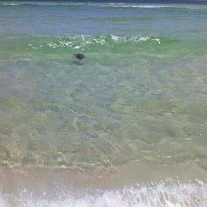 Baby Sea Turtle in the wild, only seen miles away from people (our record is seeing 5 one yearin 200 miles of beach walks)