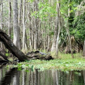 Don t fall out of the canoe here!  Big gator on the upturned root.  St John river, Hontoon Dead River