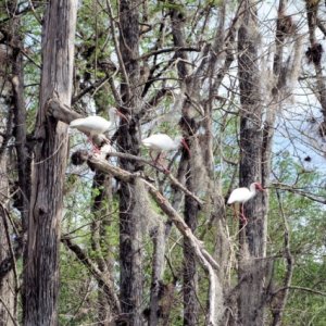 Hontoon rookery Ibis...Ibises?  Ibi?