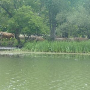 Canadian cows on the Rideau canal
