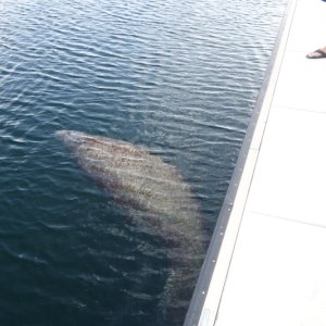 Manatees beg for hose water at marinas, but it's bad for them, don't do it!