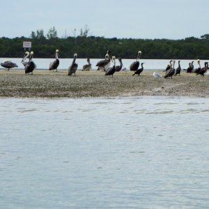 Sandbar birds on ATL ICW adventure