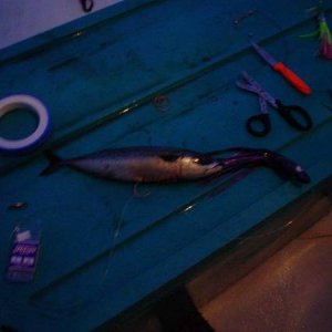 (Mr. Fisherman)
