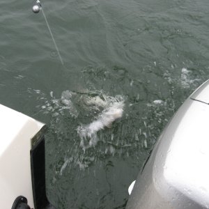 He wasn't a keeper, but the first one caught on the new C-dory.
