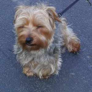 Media 'Andrew McHamish (Silky Terrier) is not fond of the water!!  He doesn't even like to LOOK at the boat...' in album 'Andrew McHamish (Silky Terrier) is not fond of the water!!  He doesn't even like to LOOK at the boat...'