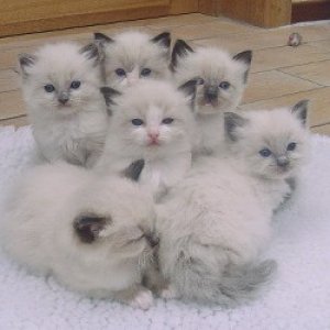 Kittens