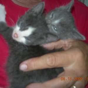 Two new kitties, Kermit and Ms. Piggy