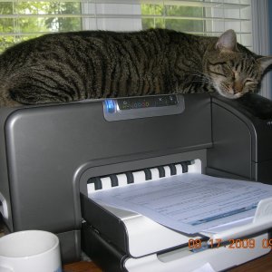 Scooter, the office printer cat