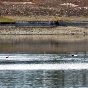 An Eagle heads towards a little duck