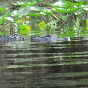 South of Hontoon State Park on the Saint John's gatorville