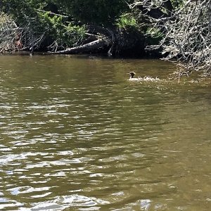 Hay Bay Merganser family