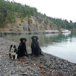 Salty's crew--- Tess, Annie and Charlie
We refer to them as "the Livestock"!