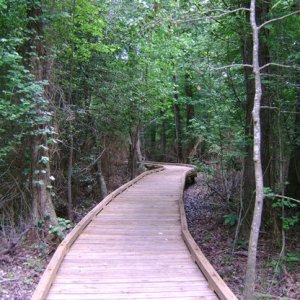 Dismal Swamp nature walk