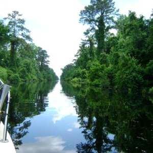 Quiet swamp waters