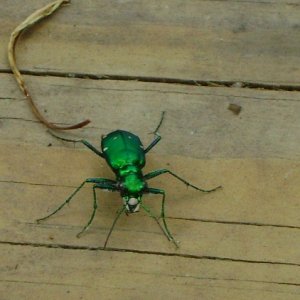 swamp bug