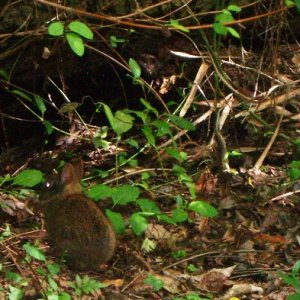 swamp bunny