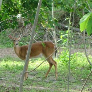 swamp deer