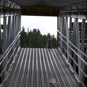 Inside Passage 2011 077 - Northbound, Hartley Bay, Dock Dogs