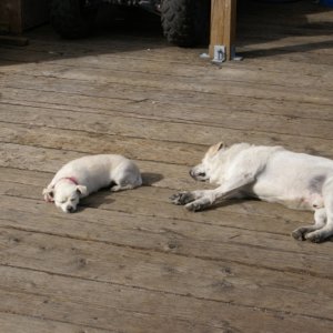 Inside Passage 2011 090 - Northbound, Hartley Bay, Dock Dogs