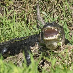 This guy definitely wants to eat you!