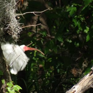 Ibis