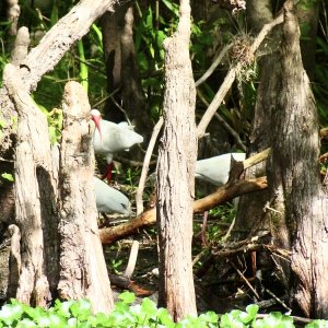 Ibis (Ibis?)