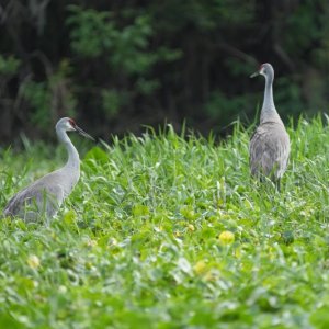 Better yet, two sand hill cranes!