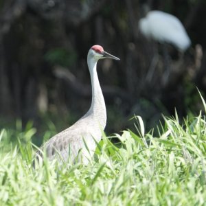 Sand Hill Crane