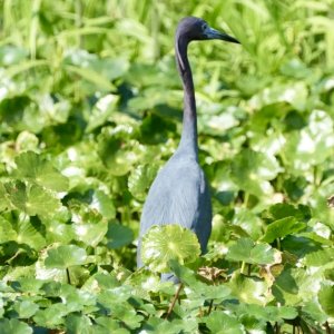 Little or least blue heron.