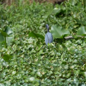 lesser Blue Heron