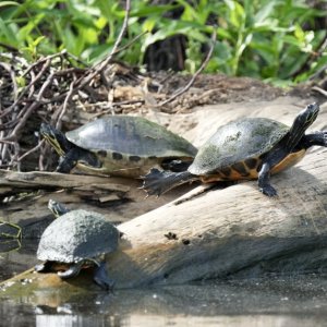 It's turtle time!